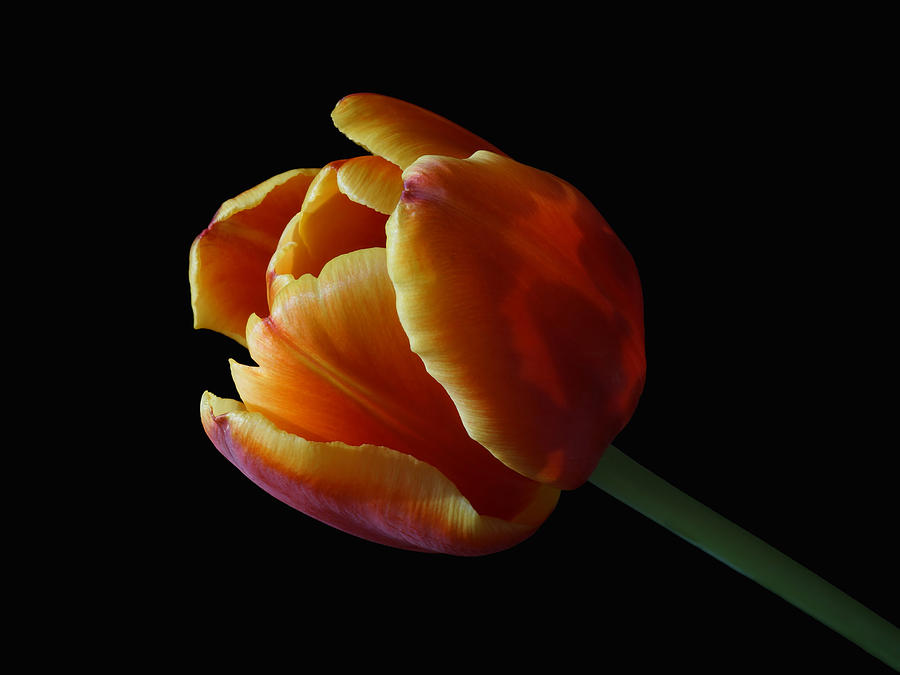 The Tulip Photograph by Ernest Echols