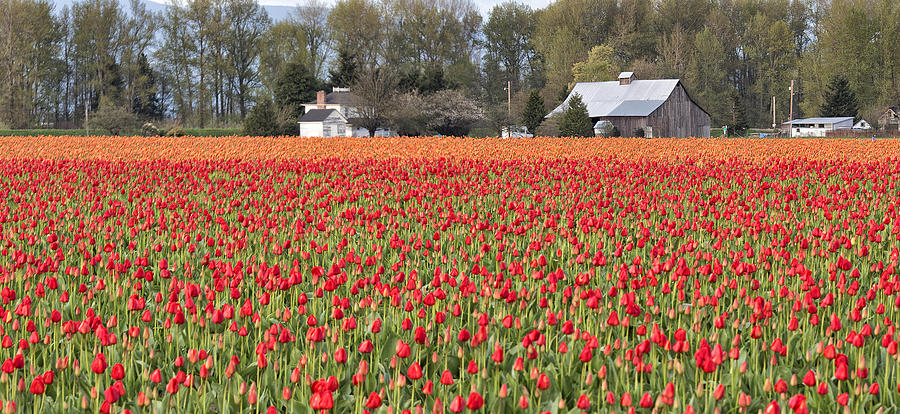 The Tulip Farm Photograph by Bob Stevens