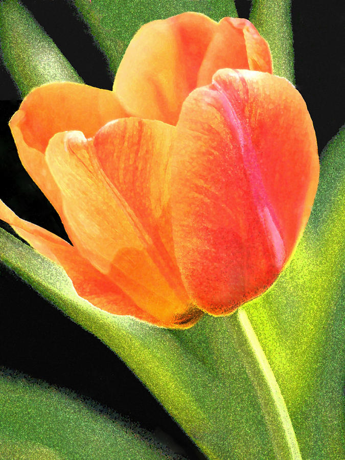 The Tulip Digital Art by Gene Walls