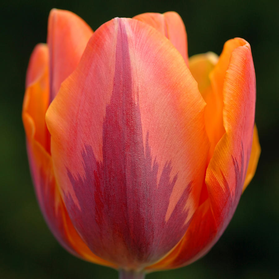 The Tulip Photograph by Joann Vitali
