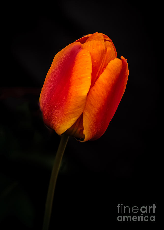 The Tulip Photograph by Robert Bales