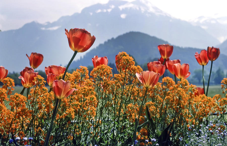 The Tulips in Bloom Photograph by KG Thienemann