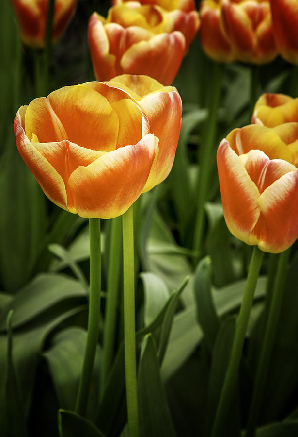 The Tulips of Keukenhof Photograph by James Bethanis