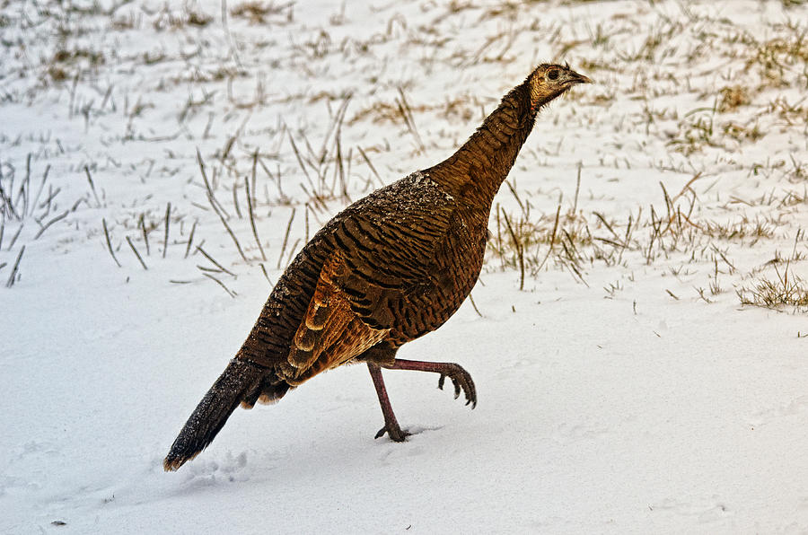 Turkey Photograph - The Turkey Trot by Sue Capuano