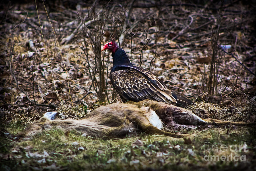 The Turkey Vulture Photograph by Gary Keesler