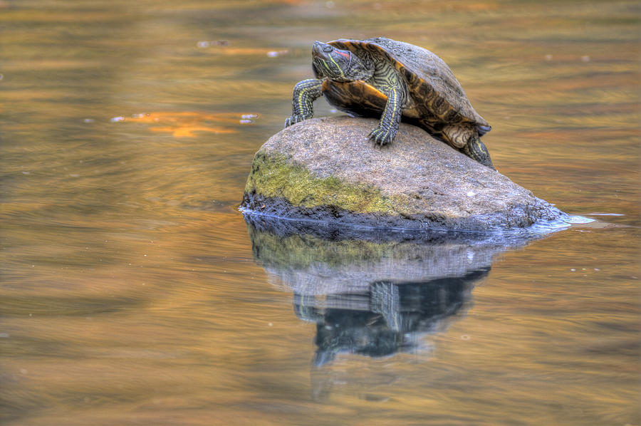 The Turtle Photograph by David Dufresne