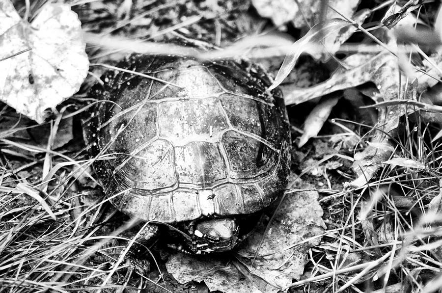 The Turtle in the Woods Photograph by Bill Cannon