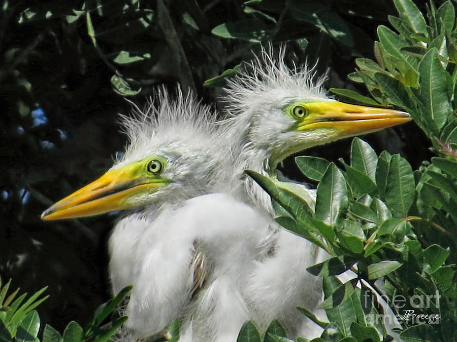 The Twin Baby Egrets Photograph by Jennie Breeze