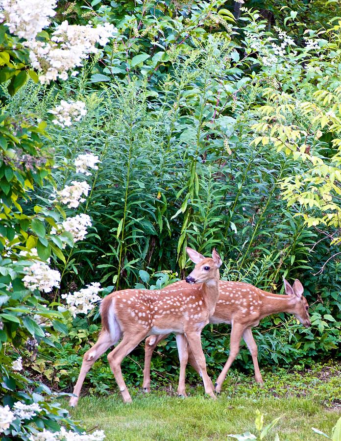 The Twin Fawns on the Move Photograph by Kristin Hatt