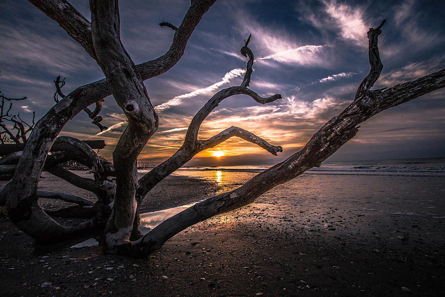 Beach Sunset Photograph - The Twisted Tree of Life by Jeff Hammond