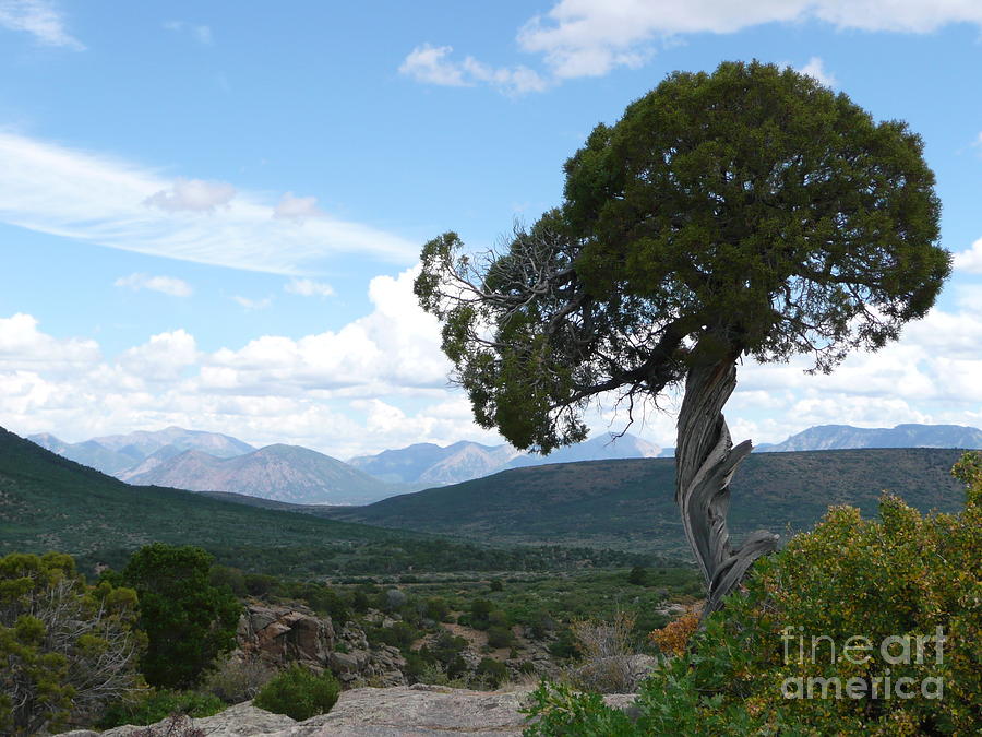 Mountain Photograph - The Twisted Tree by Rachel Gagne