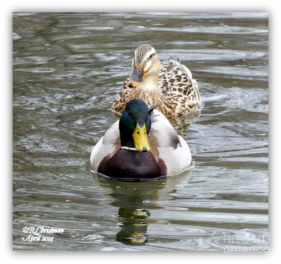 Duck Photograph - The Two Of Us by Rennae Christman Duck Photograph - The Two Of Us by Rennae Christman