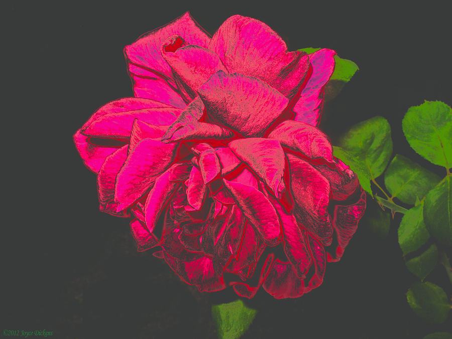 Rose Photograph - The Ultimate Red Rose by Joyce Dickens