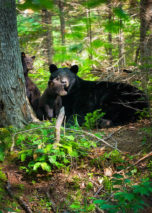 Wildlife Photograph - The Ultimate Single Mother Black Bear Sow And Cubs by Jeff Sinon