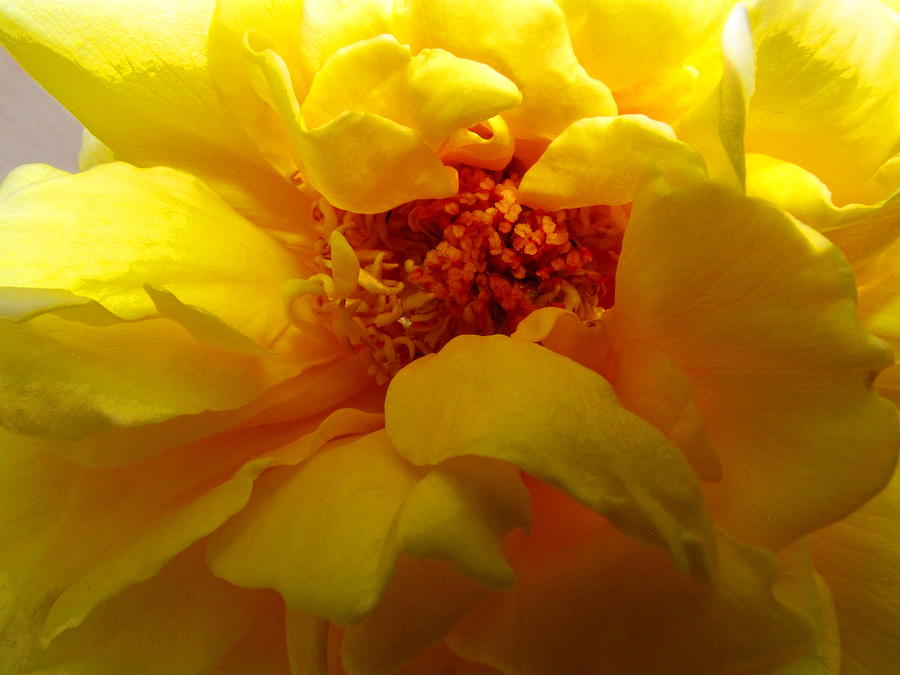 The Ultimate Yellow Rose Photograph by Joyce Dickens