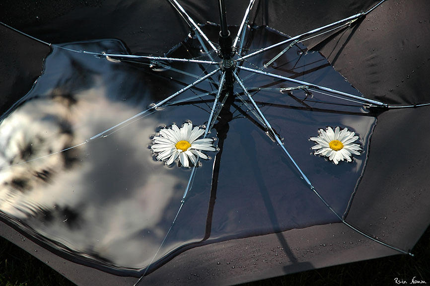 The Umbrella Bowl Photograph by Rein Nomm
