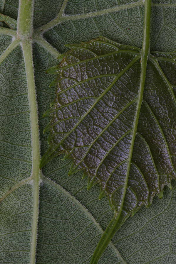 The Underside Of Frost Grape Leaves Photograph by Daniel Reed