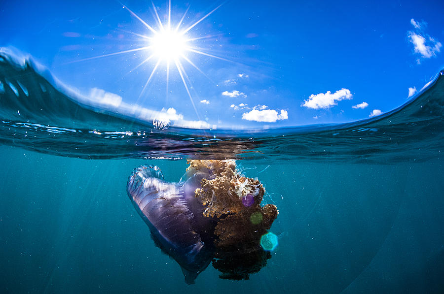 The underwater world of Maldives. Photograph by Giordano Cipriani