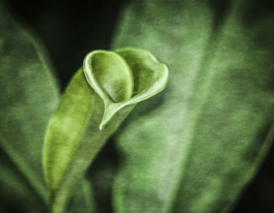 The Unfurling Photograph by Carolyn Marshall