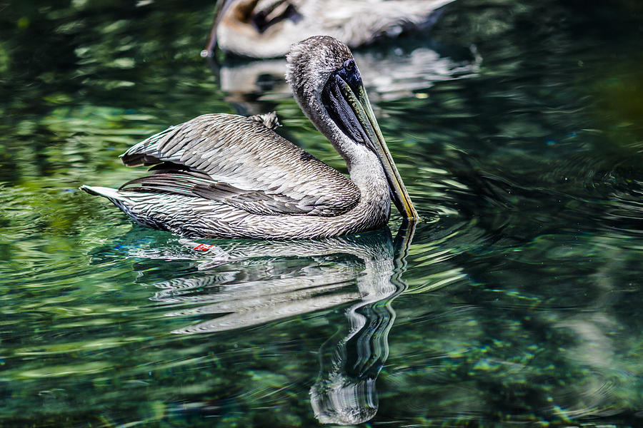 Pelican Photograph - The Untold Story by Stephen Brown