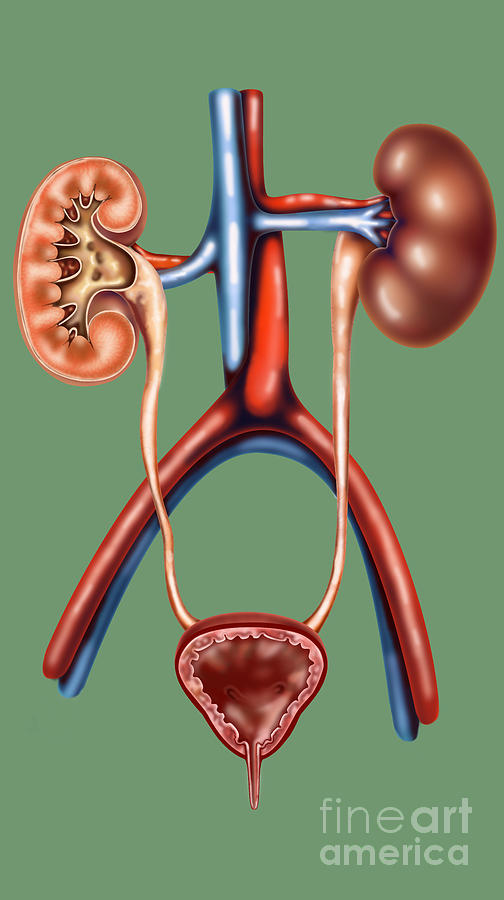 The Urinary System Photograph by Gwen Shockey
