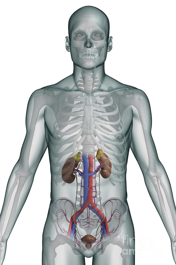 The Urinary System Male Photograph by Science Picture Co