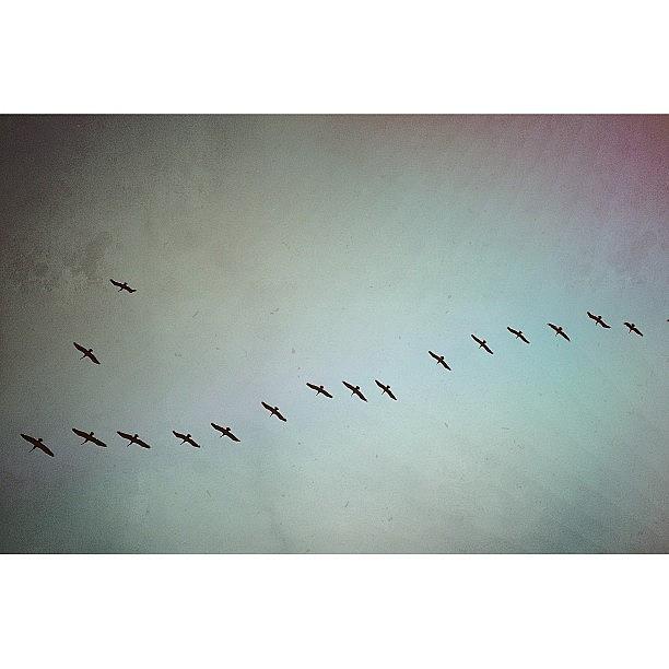 Bird Photograph - The V Formation. Its Not Just For by Alex Mortensen