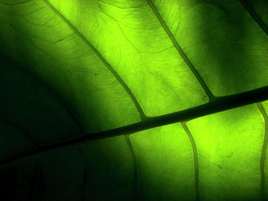 Nature Photograph - The Vein Of The Leaf Of A Tropical by Photographer, Loves Art, Lives In Kyoto