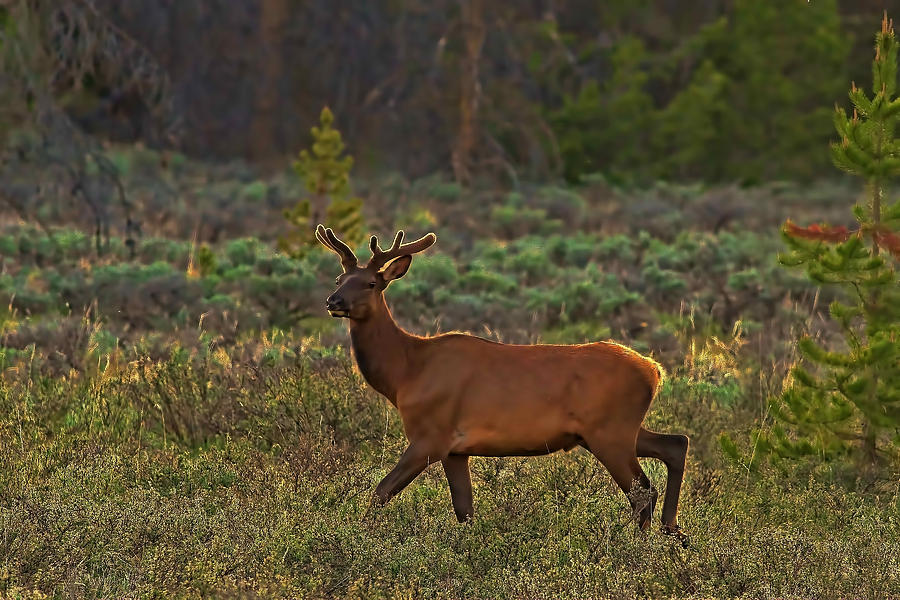 Rocky Mountain National Park Photograph - The Velveteen Elk by Gary Holmes