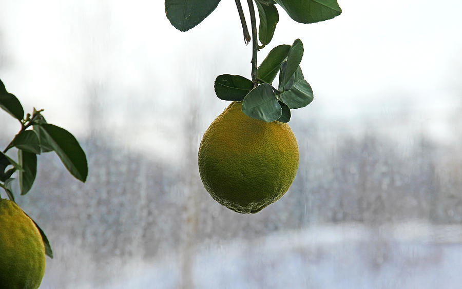 The Versatile Lemon Photograph by Debbie Oppermann