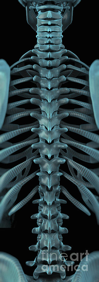 The Vertebral Column Wireframe Photograph by Science Picture Co