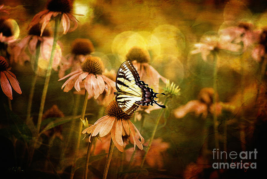 Butterfly Photograph - The Very Young At Heart by Lois Bryan