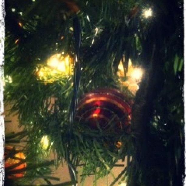 Christmas Photograph - The View From Under Our Tree.  What by Evie Warner
