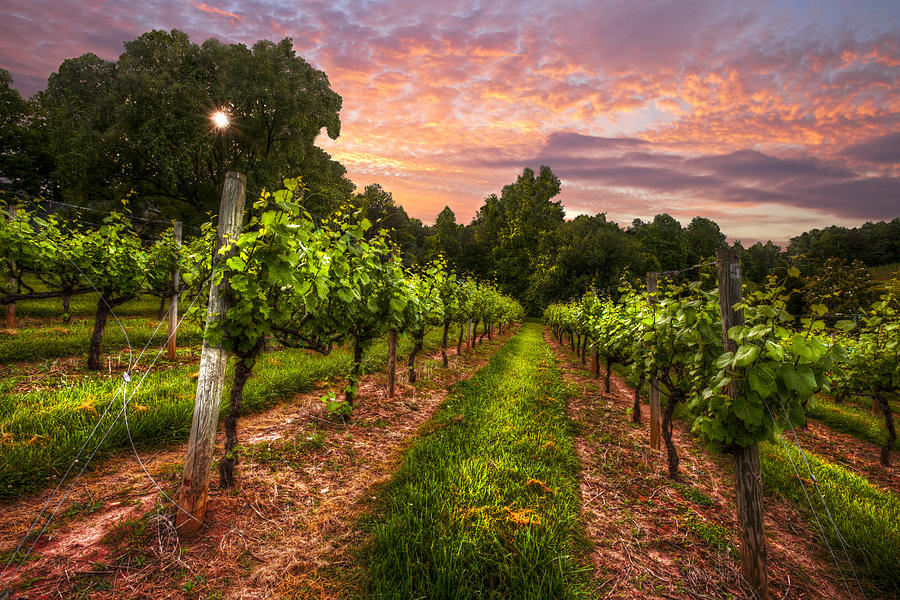 Mountain Photograph - The Vineyard at Sunset by Debra and Dave Vanderlaan