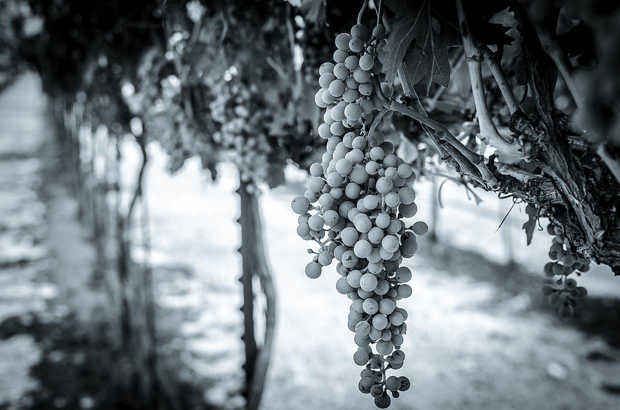 The Vineyard   BW Photograph by David Morefield