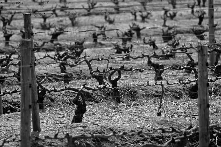Black And White Photograph - The vineyard by Chris Whittle