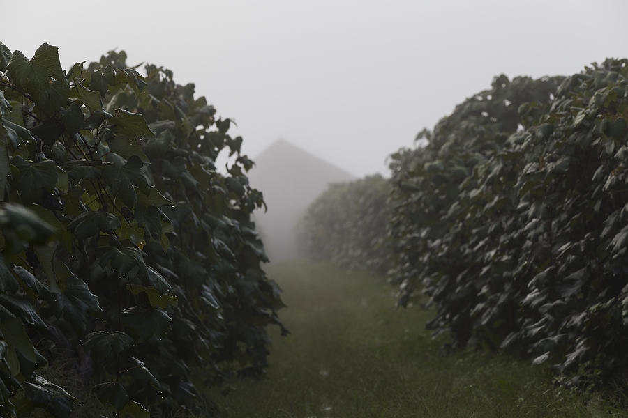 The Vineyard Fog Photograph by Amber Kresge