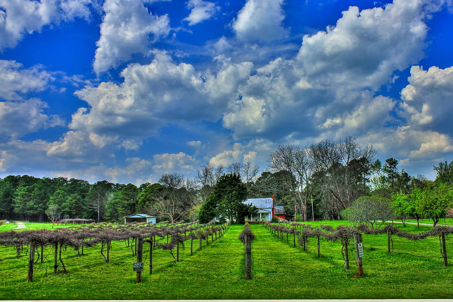 Monticello GA The Vineyard Farming Landscape Art Photograph by Reid Callaway