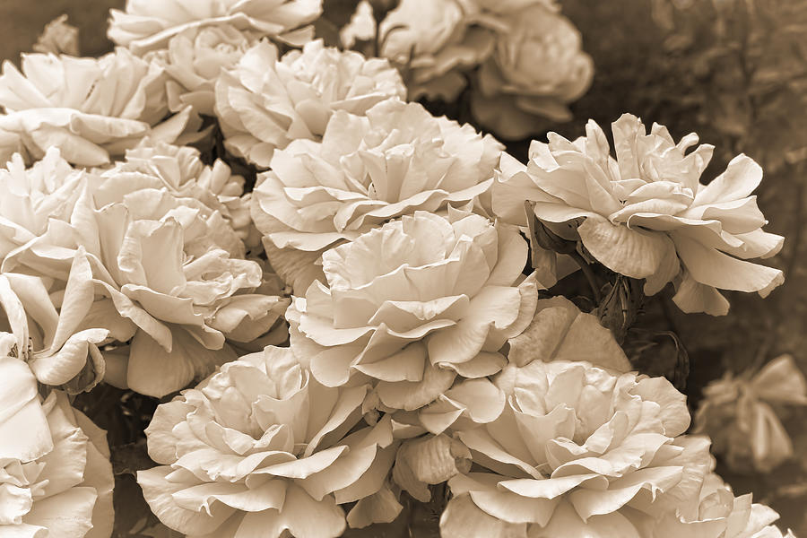 Vintage Photograph - The Vintage Rose Garden Sepia by Jennie Marie Schell