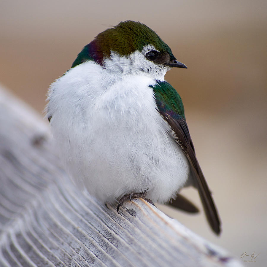 The Violet Green Swallow Photograph by Aaron Spong