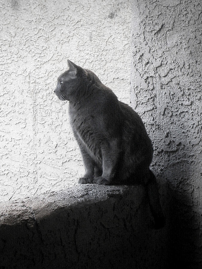 Cat Photograph - The visitor by Tammy Espino