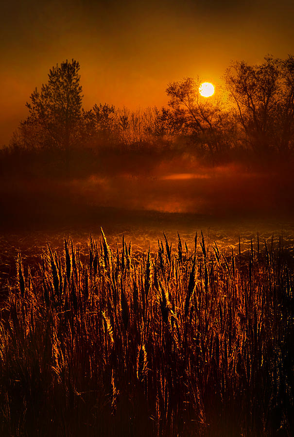 The Voice Within Photograph by Phil Koch