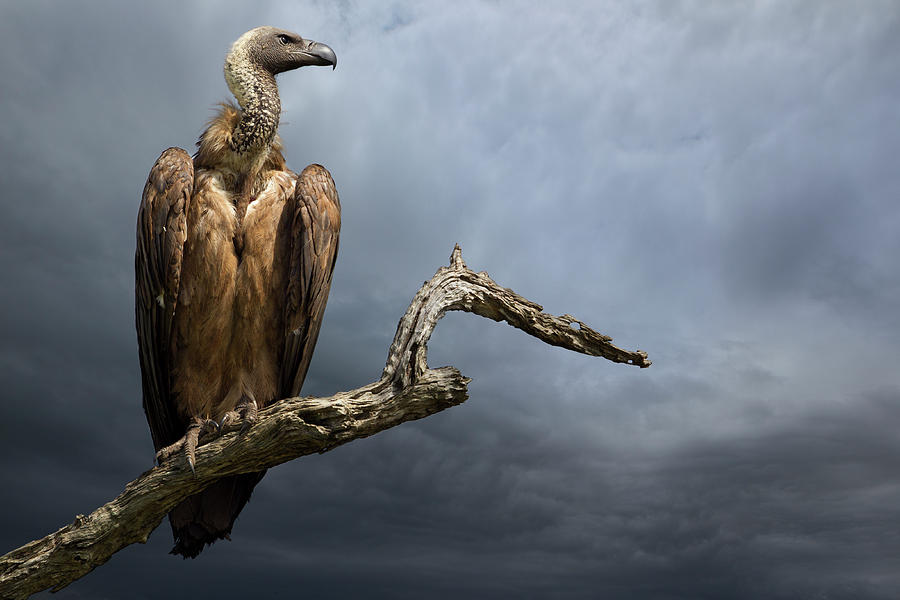 The Vulture Photograph by Mario Moreno