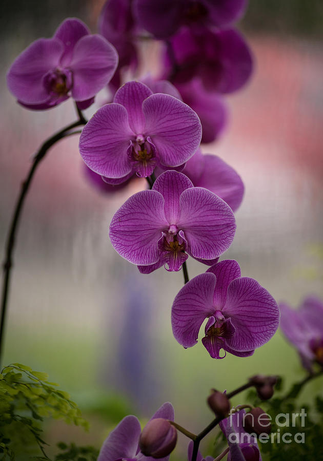 Orchid Photograph - The Waiting by Mike Reid