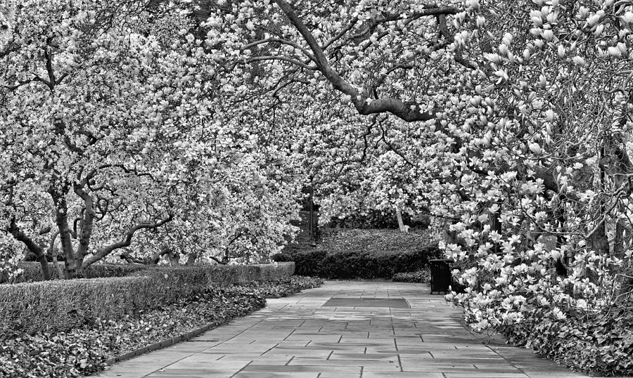 Magnolia Movie Photograph - The Walk BW by JC Findley