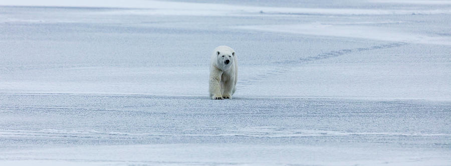 Winter Photograph - The Walk Of The Polar Bear, Ursus by Raffi Maghdessian