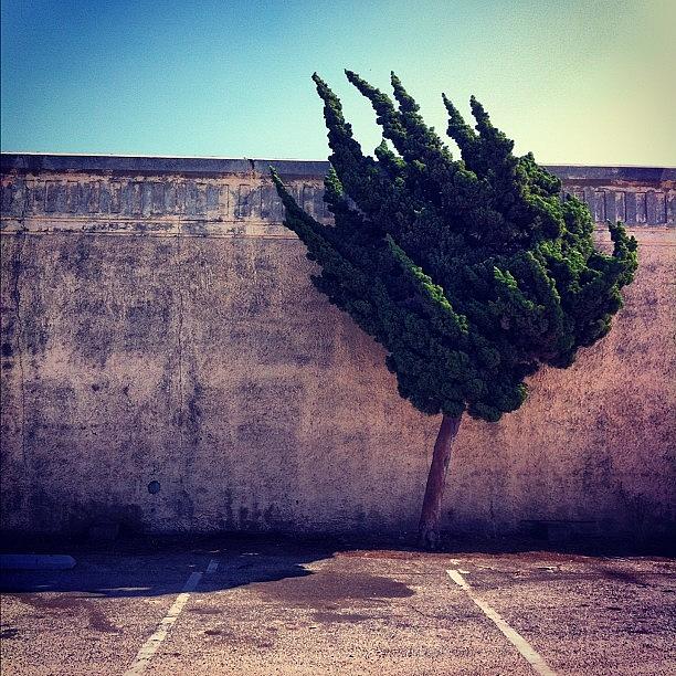 Tree Photograph - The Wall by Kurt Iswarienko