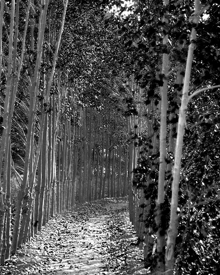 The Wall of Trees II Photograph by Robert Culver