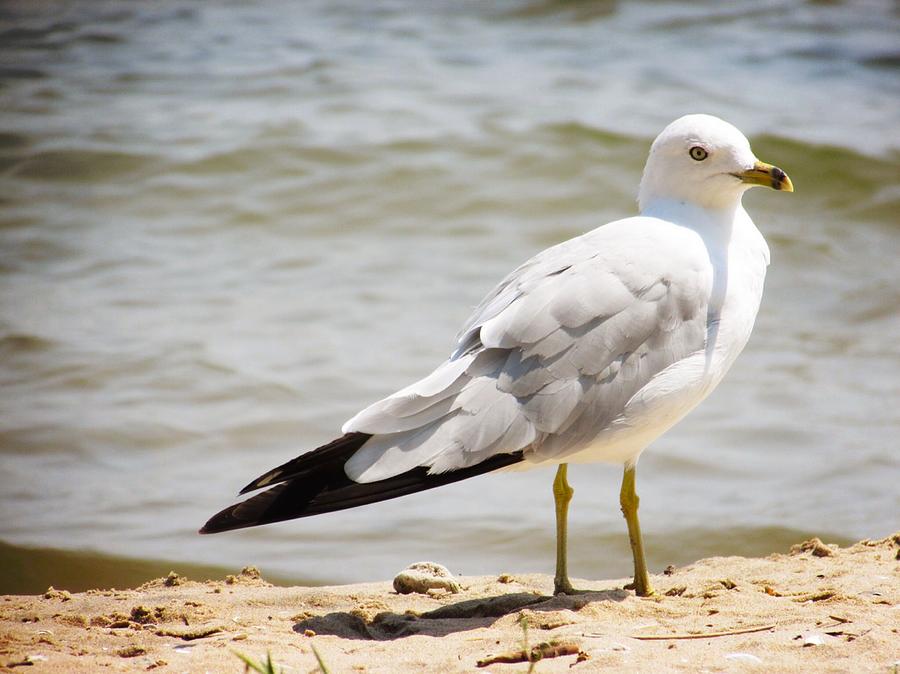 Seagull Photograph - The Wanderer by Ashley G