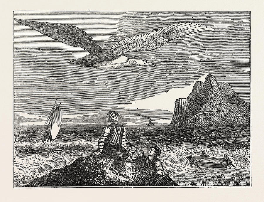 Albatross Drawing - The Wandering Albatross by Litz Collection